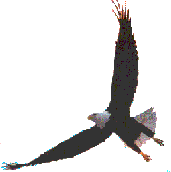 Eagle